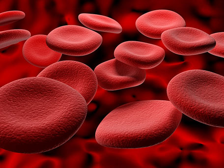 blood cells illustration