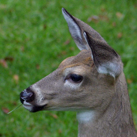 alert deer eating a blade of grass