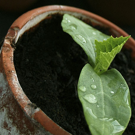 plant seedling in a clay pot