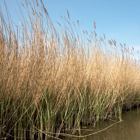 reed bed in a nature preserve