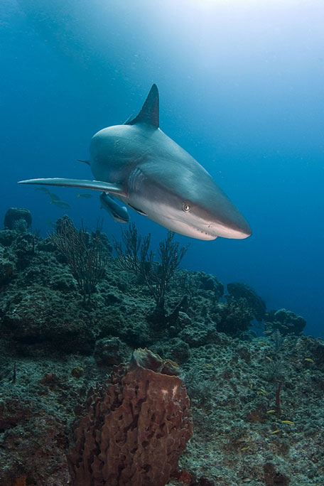 caribbean reef shark - the bahamas