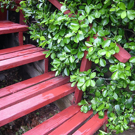 wood steps to an outdoor deck